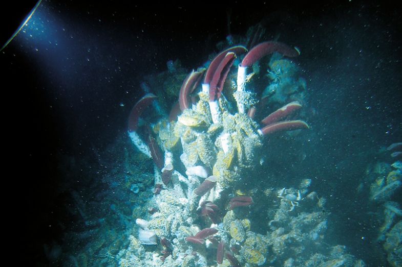 Deep sea hydrothermal vents