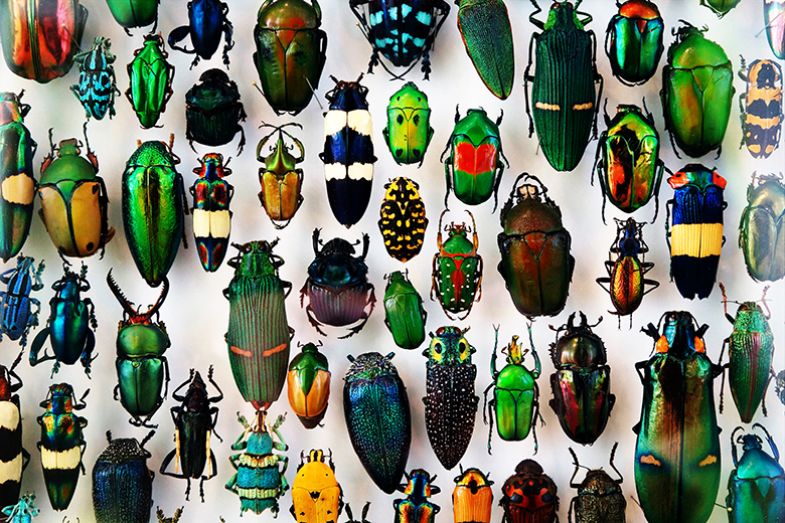 Collection of beetles with beautiful colours and shapes, from all over the world. To illustrate how universities could move away from a system of broad generalist providers to more specialist ones.