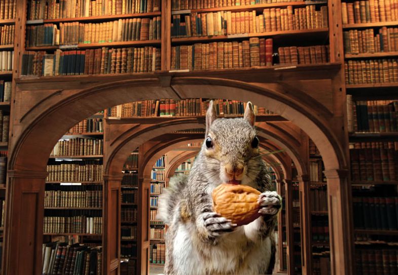 Concept of a squirrel in a library montage to illustrate a toothless squirrel