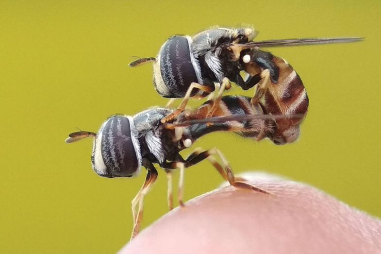 Mating bees