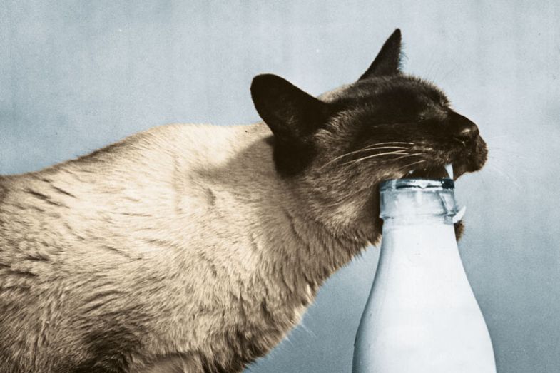  Wocky the Siamese cat prises off the top of a milk bottle 