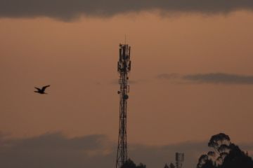 A bird flies past a telecommunication mast at dusk.