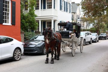 A view of a man in a Carriage horse in Charleston, South Carolina A view of a man in a Carriage horse in Charleston, South Carolina