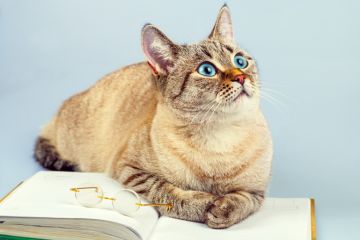 Cat, feline