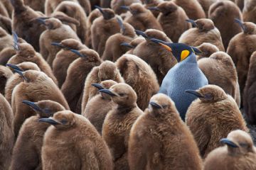 Adult king penguin standing among young penguins Adult king penguin standing among young penguins