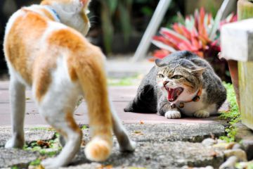Aggressive cat