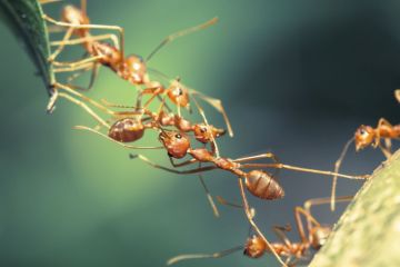 Ant collaboration