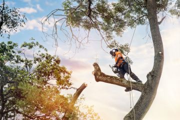 Arborist climbing up the tree and cutting branches off with small petrol chainsaw