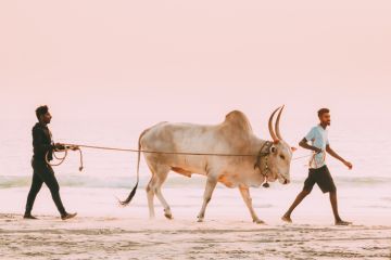 Two men lead a bull along a beach in Goa, India
