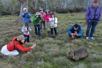Asian tourist photographing a wombat at Cradle Mountain - Lake St Clair National Park Tasmania, Australia