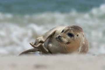 Baby seal clapping