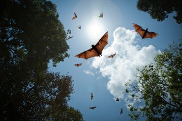 Bats in flight Bats in flight