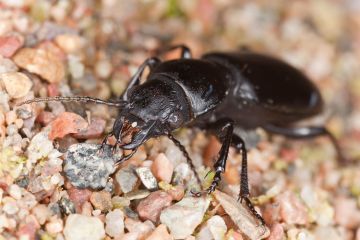 Beetle crawling on small stones Beetle crawling on small stones