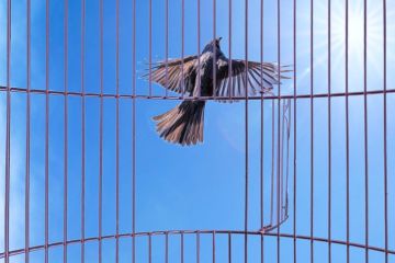 A bird flies out of a cage, representing independence for Atec