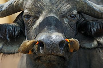 Birds feeding from buffalo's nostrils