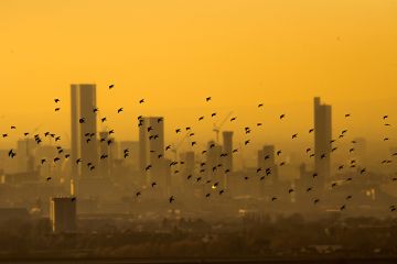 Starlings fly past the Manchester skyline as the sun begins to set. To illustrate regions working together on research funding bids Starlings fly past the Manchester skyline as the sun begins to set. To illustrate regions working together on research funding bids