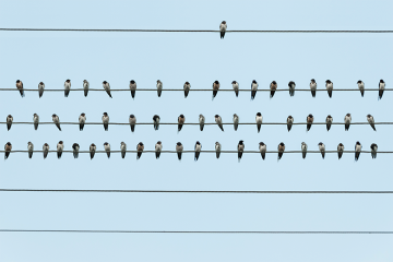 A number of birds on four telephone wires running parallel - only one is on the top one A number of birds on four telephone wires running parallel - only one is on the top one