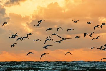 Birds flying over the sea to illustrate autonomy