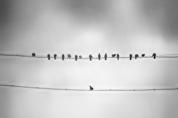 Stand out from the crowd Lone bird on telephone wire