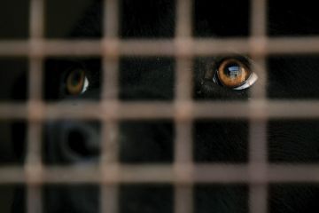 Black labrador dog looking out of cage Black labrador dog looking out of cage