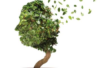 A bonsai tree with its leaves flying into the air A bonsai tree with its leaves flying into the air