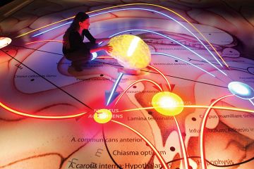 person touches illuminated brain model person touches illuminated brain model