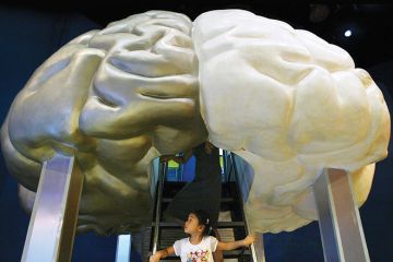 A Chinese girl explores a model of the brain at the Shanghai Science and Technology Museum