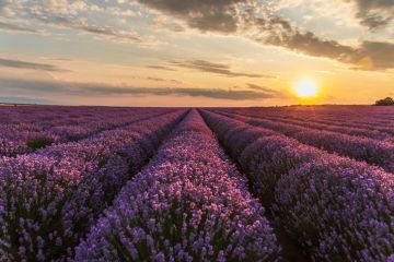The sun shines on the horizon of a lavender field