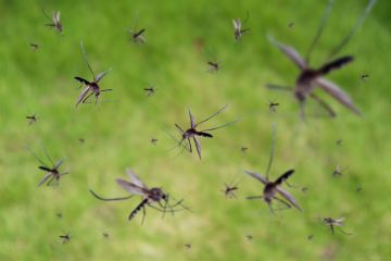 Mosquitoes flying Mosquitoes flying