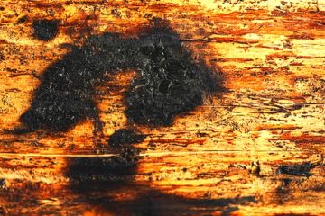 Singed wood