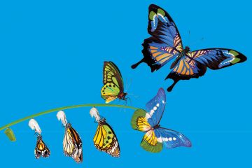 stages of butterfly metamorphosis to illustrate the changes to the rankings methodology over the past 20 years