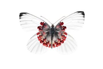 Corona butterfly Corona butterfly