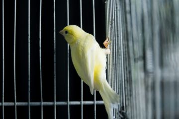 A canary in a dark cage