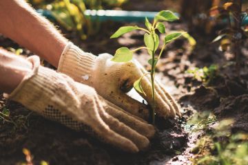 Hands planting a seedling Caring hands representing nurturing policy for research, new Wellcome Trust grant policy
