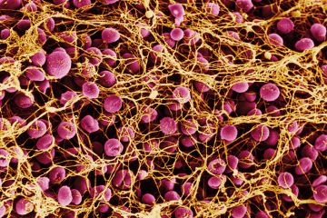 cells-biology cells-biology