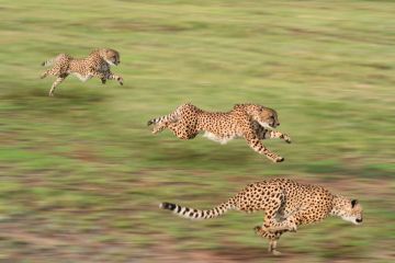Cheetahs hunting Cheetahs hunting
