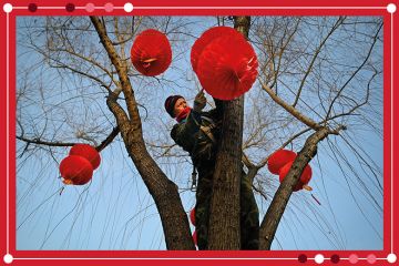 A worker hangs red lanterns on a tree for the upcoming Lunar New Year in Beijing, as an illustration of Chinese universities rising in position in the Asia Rankings.