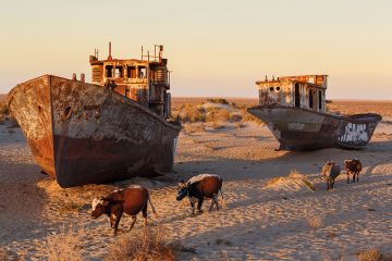 Cows by derelict ships