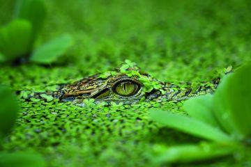 Crocodile hidden in the water Crocodile hidden in water to illustrate Not telling overseas recruits about the UK’s health surcharge is a con