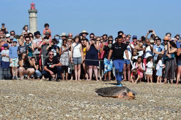 crowd-watching-turtle crowd-watching-turtle