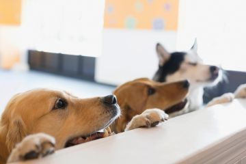Curious dogs resting paws on counter