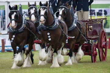 Clydesdales and pulling a cart