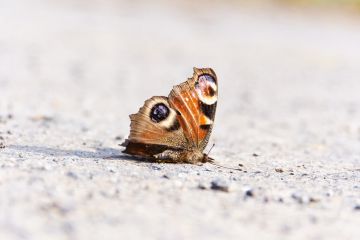 A dead butterfly