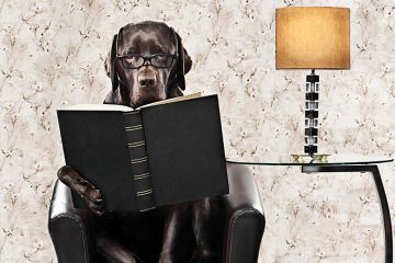 dog book lamp dog book lamp