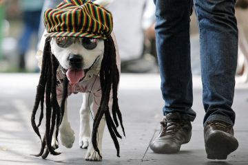 Dog dressed as rastafarian Dog dressed as rastafarian
