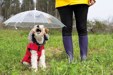Dog sits under an umbrella in a red jacket Research on opinions of academics produces metaphors such as ‘fox terrier’, similar to the dog sitting under an umbrella in a red jacket