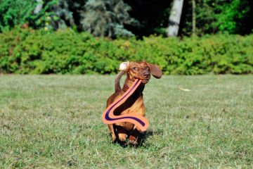 Dog returns boomerang