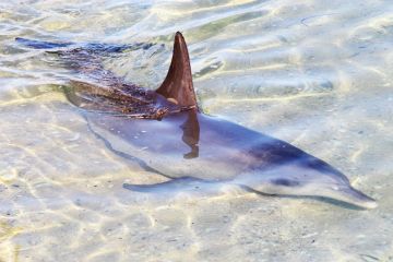 Dolphin swimming in shallow water Dolphin swimming in shallow water