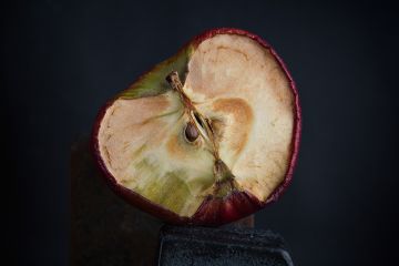 Dry old apple cut in half