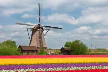 Dutch tulip field